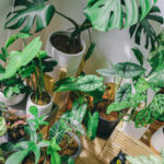 Indendørs planter