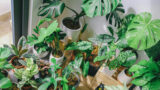 Indendørs planter